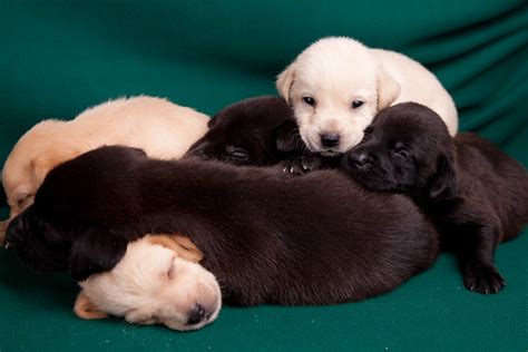 Select from 270 premium pile of puppies of the highest quality. Pile of Puppies | Flickr - Photo Sharing!