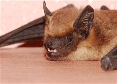 Care animal hospital, is proud to be your pet's health care advocate. Bat Removal and Bat Control in Tampa FLTampa FL Animal Removal