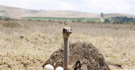 Nutritional Facts On Ostrich Eggs Livestrongcom
