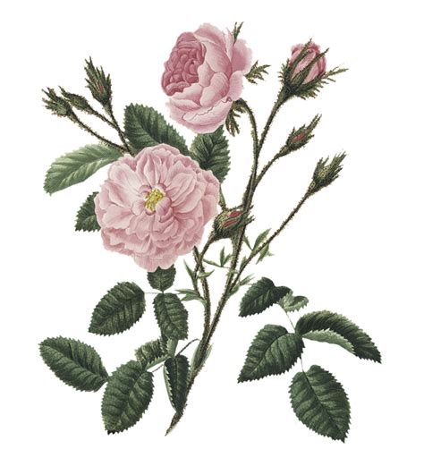 Download Flowers Rose Bloom Royalty Free Stock Illustration Image