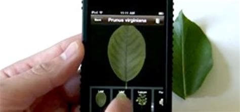 Tree Identification App By Photo An App That Will Identify Plants