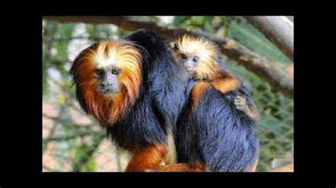 Animais Da Região Sudeste