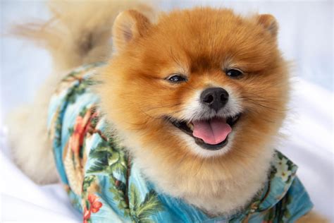 36 Hawaiian Dog Names Inspired By Island Life Great Pet Care