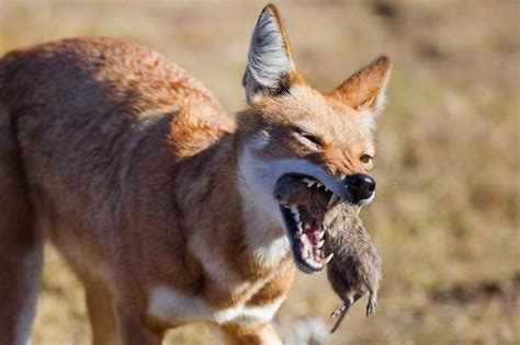 (photographed in 2003 by martin harvey). Ethiopian Wolf Facts, Habitat, Diet, Population, Pictures