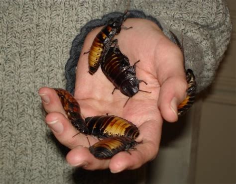 Madagascar Hissing Cockroaches National Geographic Society