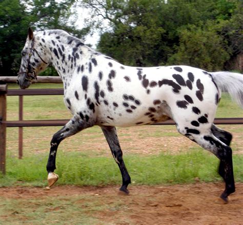 Pin by Charyle Kuebler on Beautiful Horses | Appaloosa horses, Horses