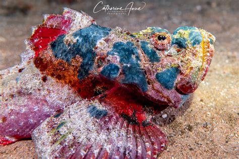 Venomous Creatures In The Red Sea Deep Blue Dive Center