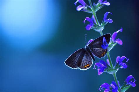 4k 5k Insects Butterflies Hd Wallpaper Rare Gallery