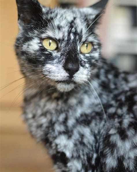 Scrappy The Senior Cats Fur Changes From All Black To Marble Pattern