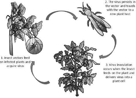 A12 - Disruption of Insect Transmission of Plant Viruses, - Anna E