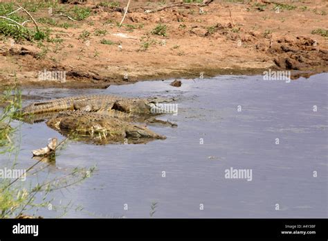 Crocodiles Lying In The Limpopo River Stock Photo Alamy