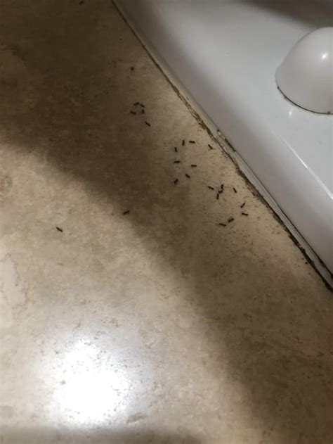Can Someone Please Tell Me Why These Ants Like My Bathroom So Much I