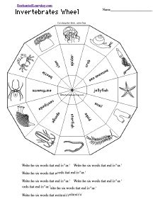 Marine invertebrate cards (part of this lesson). Invertebrate wheel (With images) | Rainforest animals ...