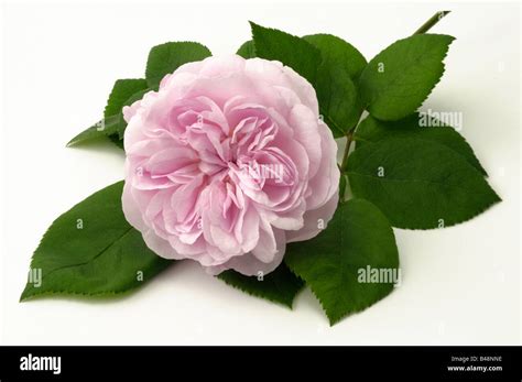 Cabbage Rose Rosa Centifolia Hi Res Stock Photography And Images Alamy