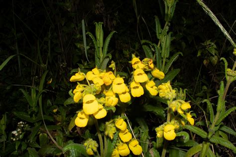 Calceolaria Crenata Lam