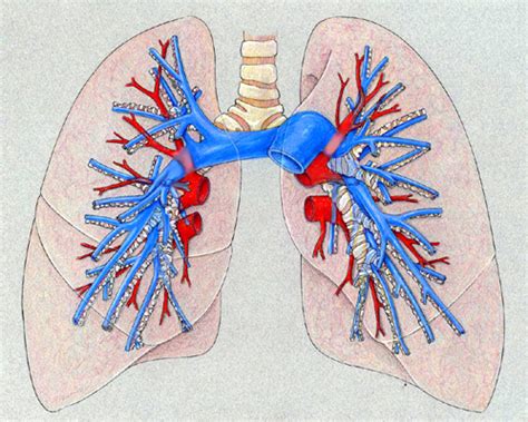 The lungs are soft, light, spongy, elastic organs that normally, after birth, always contain air. Chest Radiology
