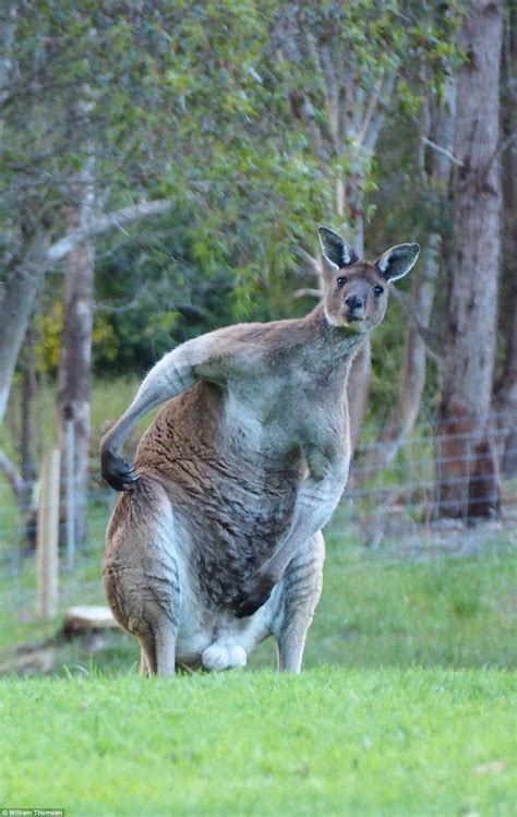 Massive Kangaroo Photographed In Denmark Western Australia Daily