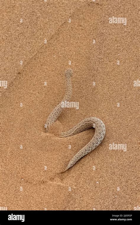 Saharan Horned Viper Cerastes Cerastes Snake In The Sand In The Namib