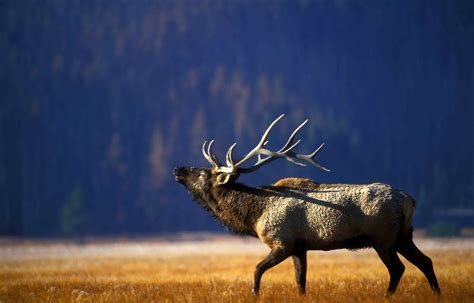 Free Picture Bull Elk Bugling Gibbon Meadow Yellowstone National