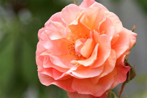 Die rose westerland hat wunderschöne orangene blüten, die sie zum optischen highlight des gartens. Rosen (Rosa): Pflege, Beschneiden & Vermehrung - Majas ...