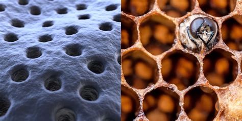 Trypophobia The Fear Of Holes Causes The Brain To Wor