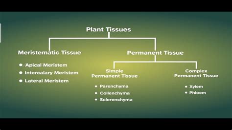 Plant Tissues Part Ii Meristematic Permanent Tissues Class 9
