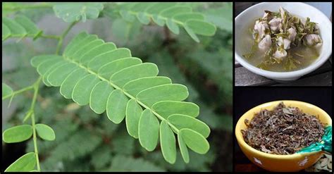 Health Benefits Of Tamarind Leaves We Need To Know Dr Farrah Md