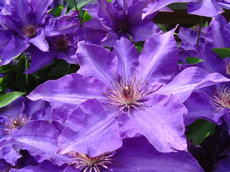 Die pflanzzeit für clematis liegt folglich zwischen sommer und herbst, wobei die monate august bis oktober als ideal gelten. 36 HQ Pictures Wann Clematis Pflanzen / Wie Schnell Wachst ...