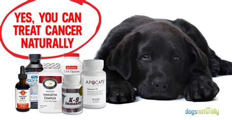 Holistic Vets Explain Natural Treatment Of Cancer In Dogs Dogs