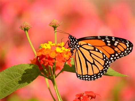 Butterfly Garden Benefits How Are Butterflies Good For The Garden
