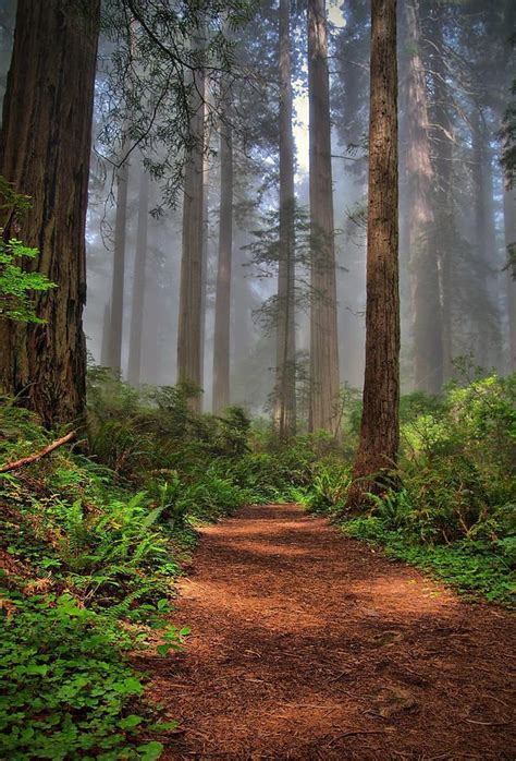 Path Thru The Redwoods Beautiful Landscapes Beautiful Nature Scenery