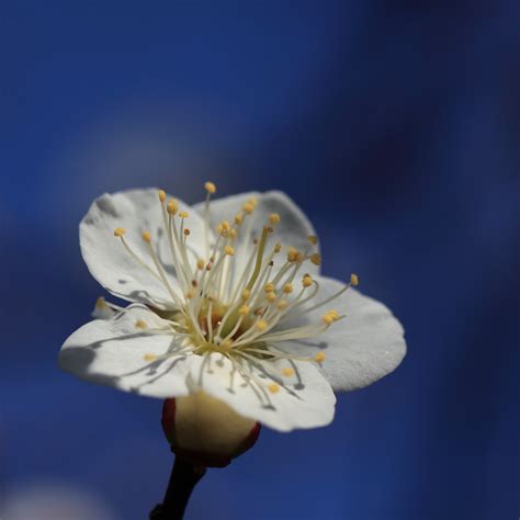 Free Images Nature Branch Blossom Sunlight Flower Petal High