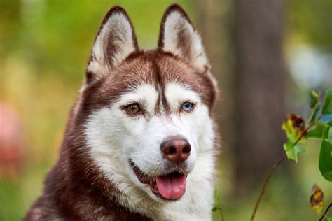 Why Do Huskies Have Blue Eyes Husky Eye Color Explained