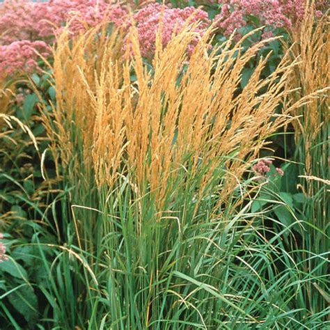 Karl Foerster Feather Reed Grass Calamagrostis Jw Jung Seed Company