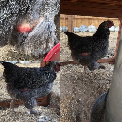 what s going on with my chickens butt it s been getting redder and redder and she just seems to