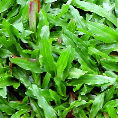 Pengelompokan ekosistem darat didasarkan atas tipe struktur vegetasi yang dominan hidup atau. Dekorasi taman dan rental bunga Surabaya: Jenis rumput ...