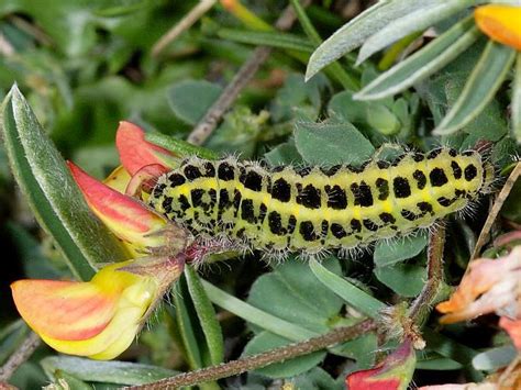 Dollzis Black And Yellow Caterpillar Uk