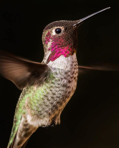 Eric Houck On Instagram An Annas Hummingbird In Flight 😊 Lately I