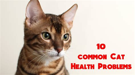 10 Common Cat Health Problems Animals Unlimited Sameer Gudhate