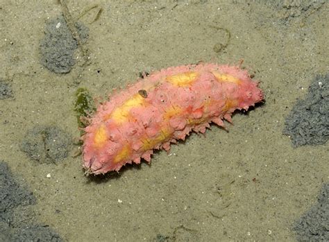 Pink Warty Sea Cucumber Cercodemas Anceps Flickr Photo Sharing