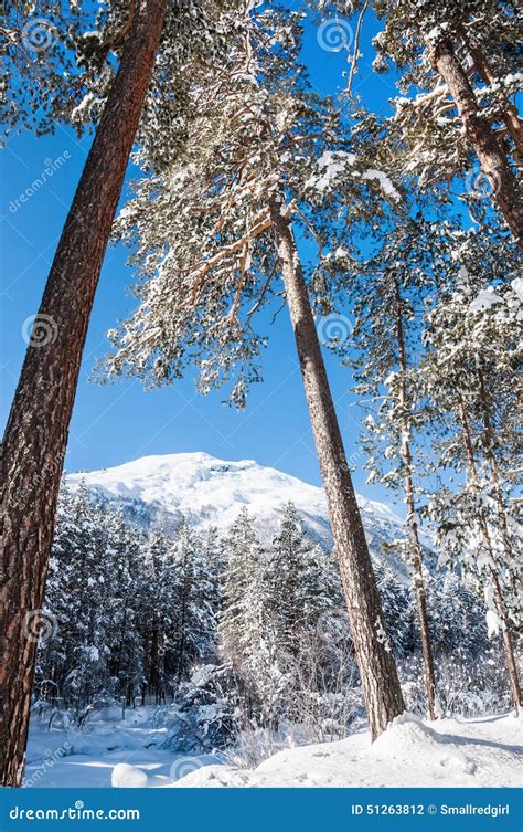 Beautiful Winter Landscape With Big Pines And Mountain View Stock Photo