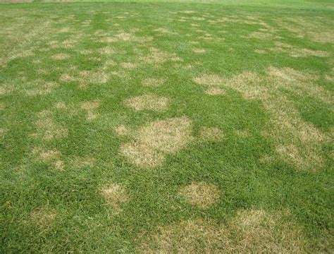 Top 5 Common Lawn And Turfgrass Diseases Turf