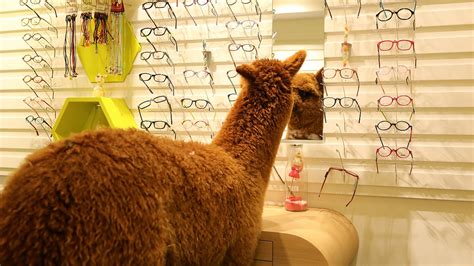 Curious Alpaca Spotted Wandering Into A French Opticians Shop Cgtn