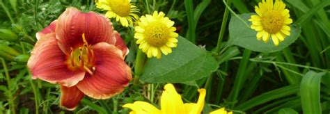 Water vrij van de lente tot wanneer de knoppen. Daylily Little Peanut - Catrina's Garden