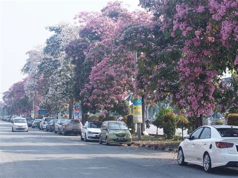 Nanti di tengah jalan isi lagi ya bu kalo gak nanti mogok lagi eh iya bayu, kamu bisa tuliskan alamat rumah kamu gak? taman kerian permai 1: Pemandangan Musim Bunga Di Sekitar ...