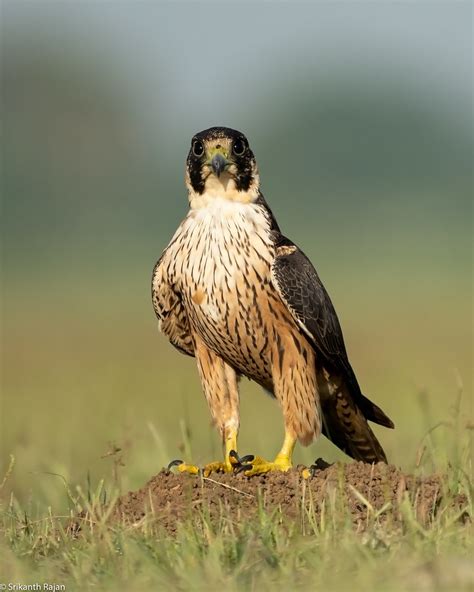 Shaheen Falcon Shaheen Falcon Falco Peregrinus Peregrina Flickr