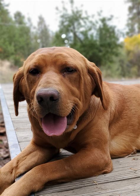 The golden is believed to have this dog was bred as a hunting breed well suited to chilly water, in order to retrieve game from the many small lakes, rivers or ponds that covered the area. Aussie - Spokane Labradors