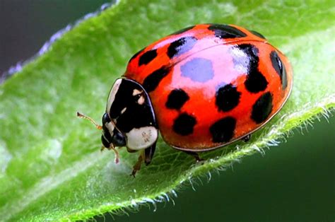 are all ladybugs girls the quick answer school of bugs