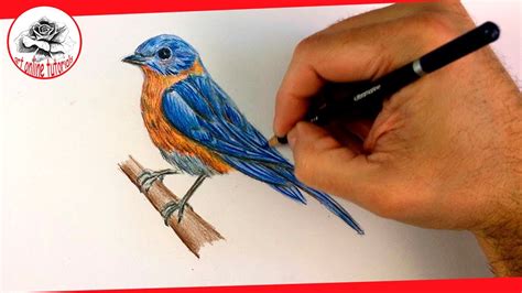 How To Draw A Realistic Bird With Colored Pencils Step By Step
