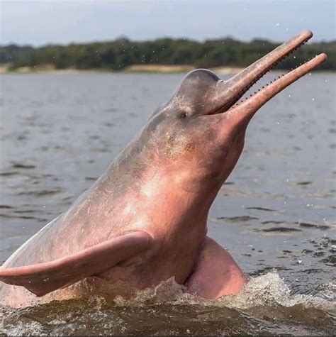 Inia Geoffrensis Pink River Dolphin Vulnerable Species Weird Fish